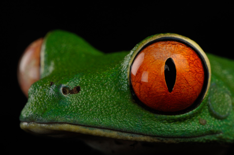 03-red-eyed-tree-frog-950.jpg