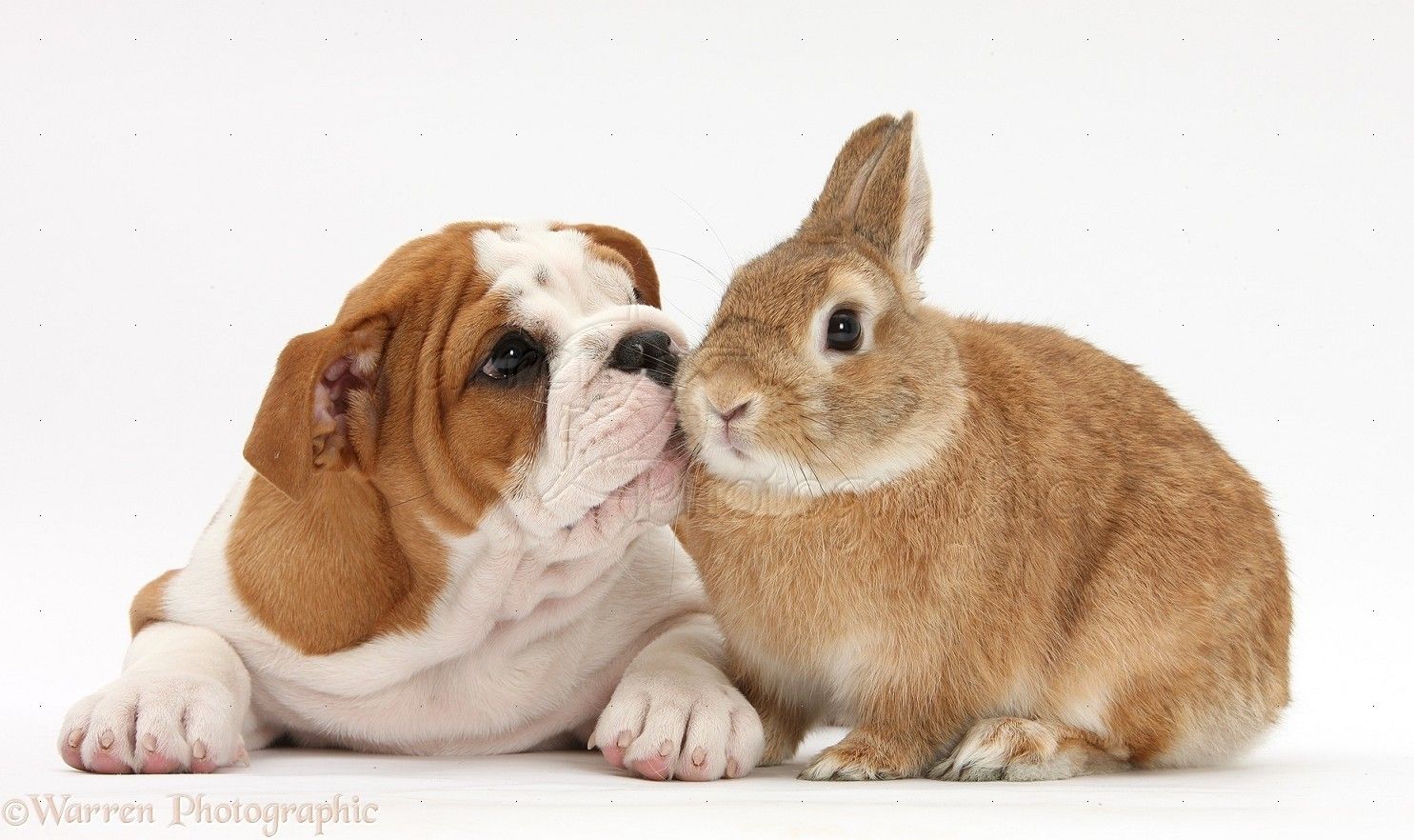 34286-Bulldog-pup-and-rabbit-white-background.jpg