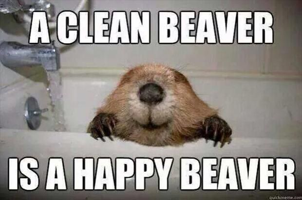 a-clean-beaver-is-a-happy-beaver.jpg