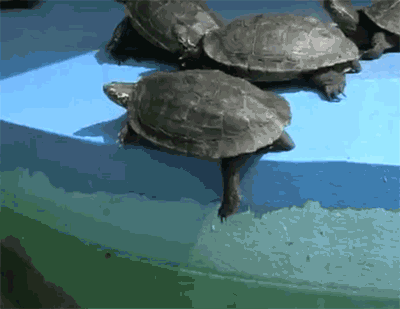 animals-being-jerks-gifs-turtle-push.gif