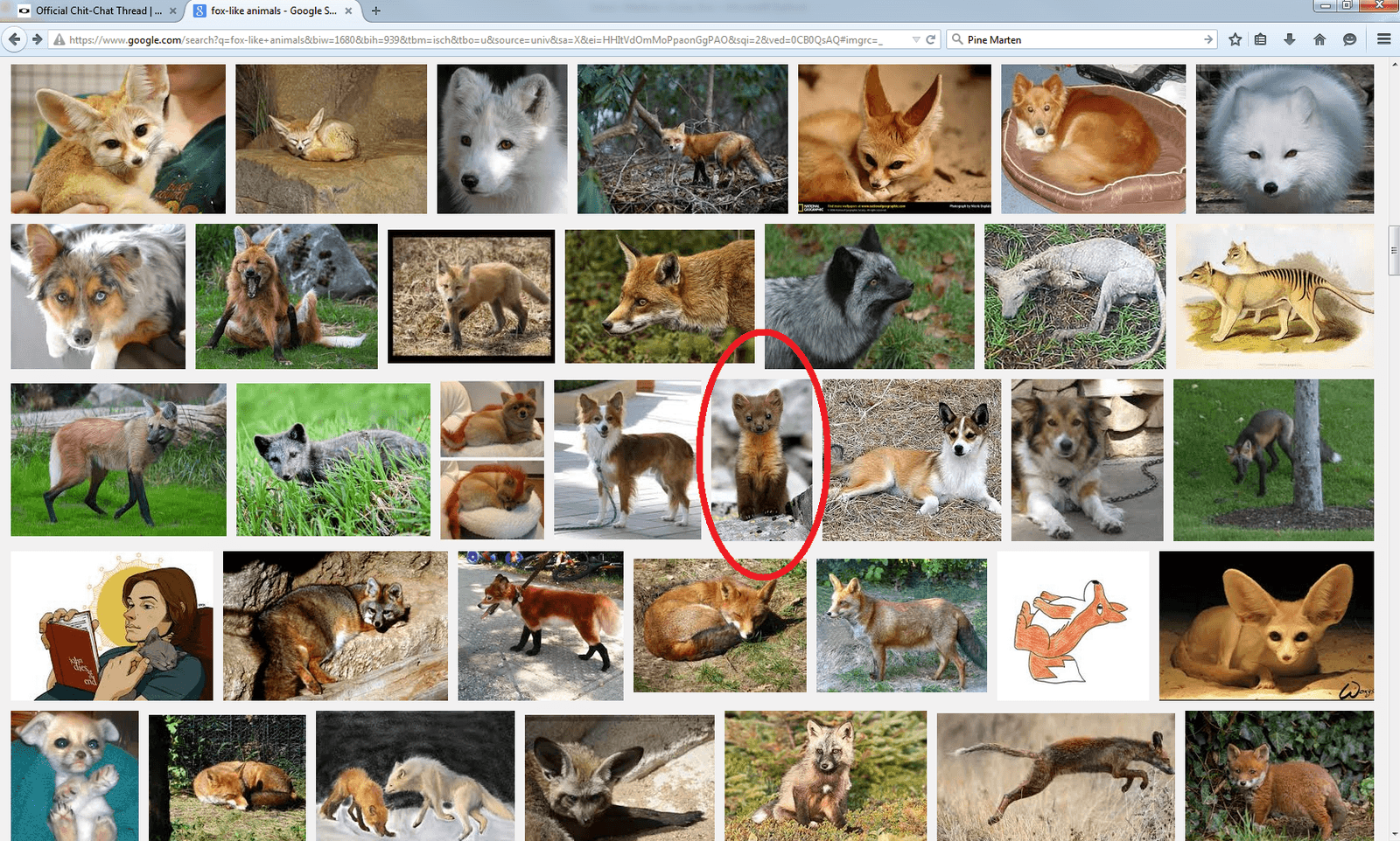 baby pine marten.png