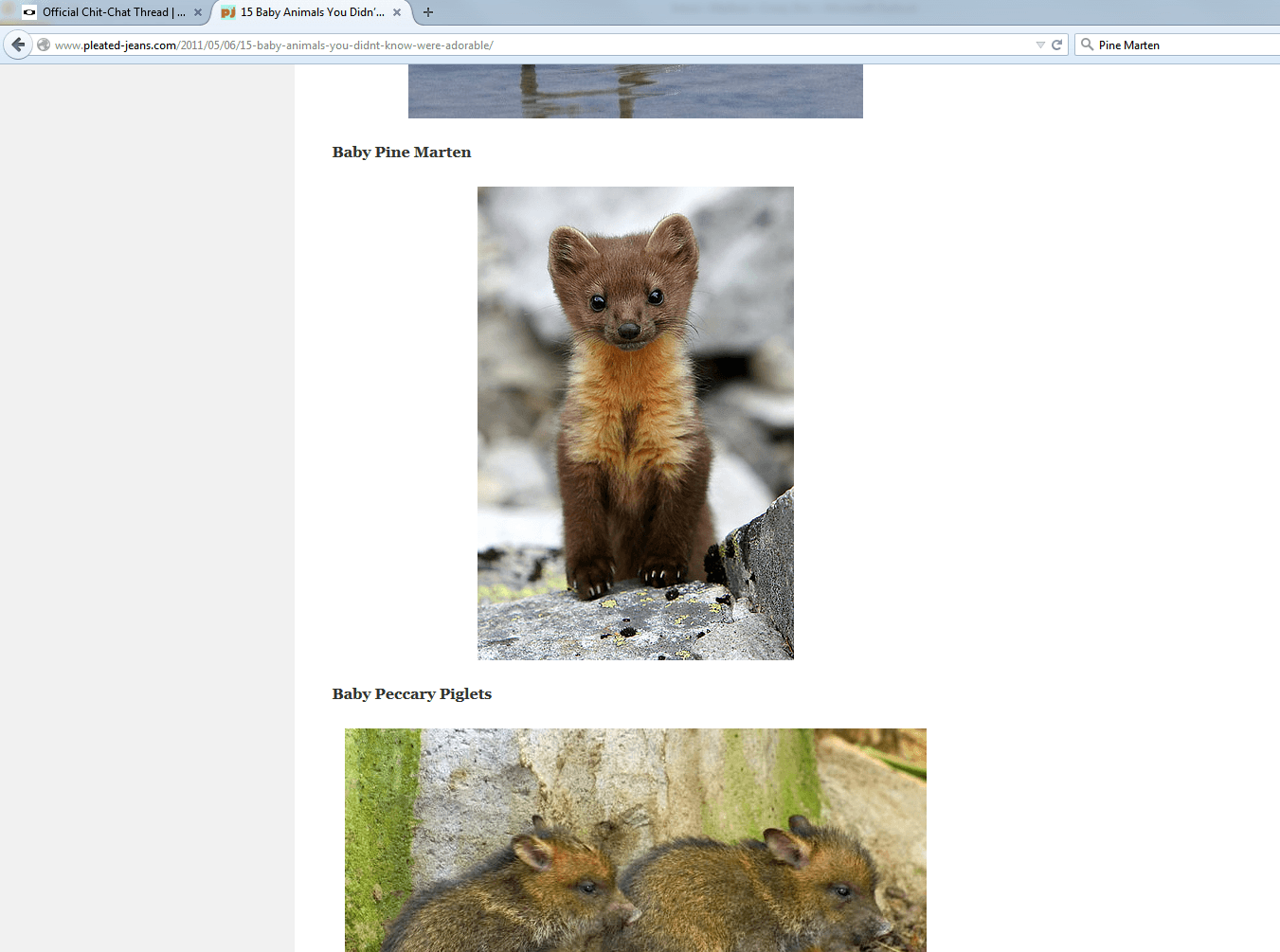 baby pine marten2.png