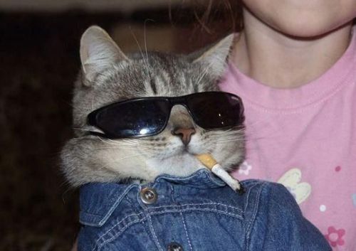 Cat smoking.jpg