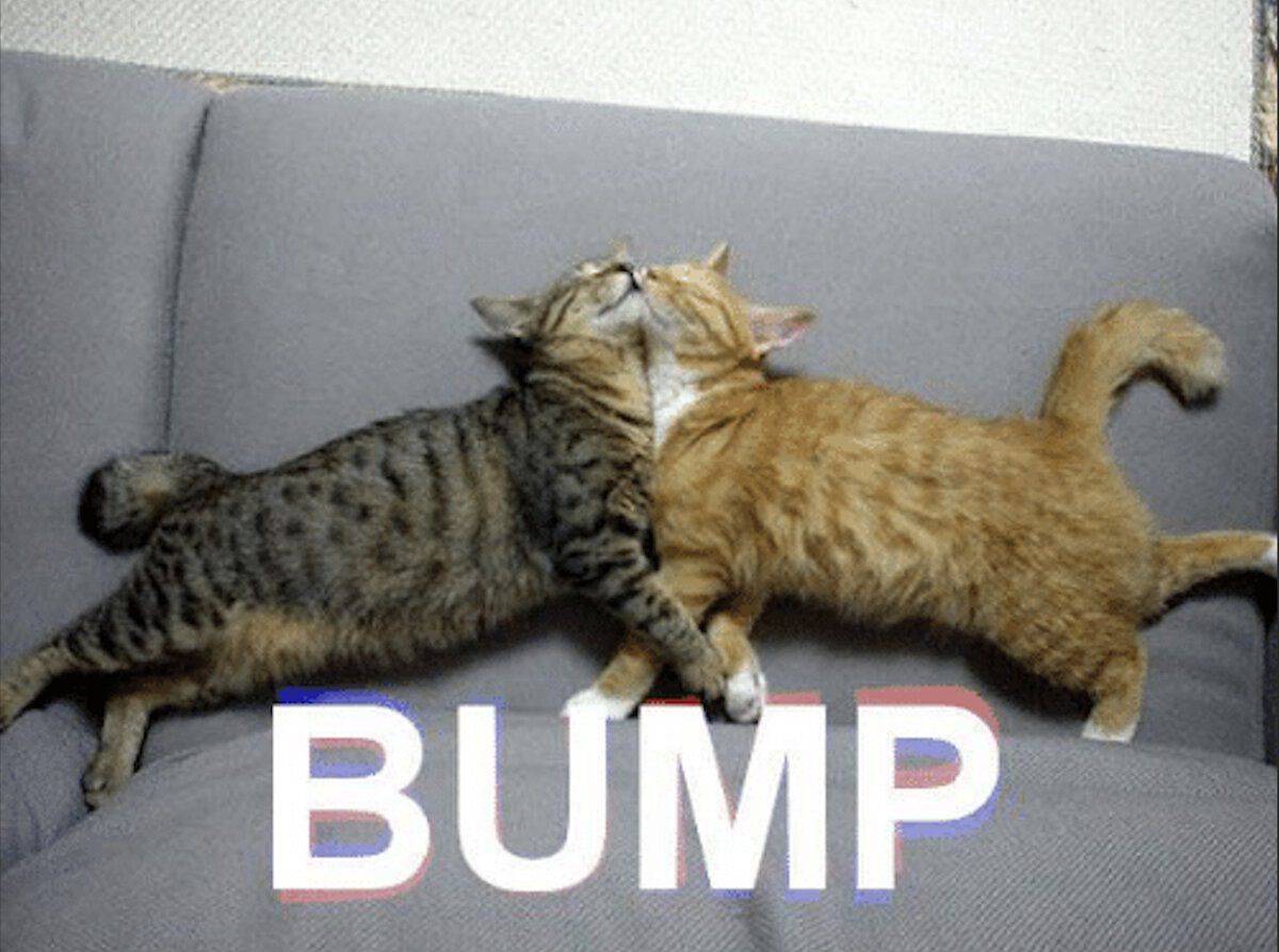 Cats bumping.jpg