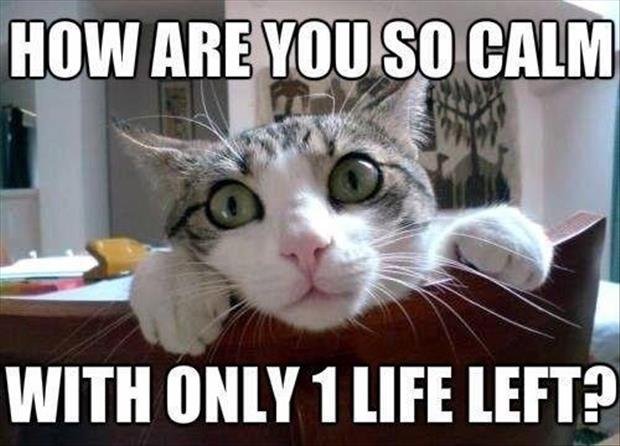 cats-have-nine-lives.jpg