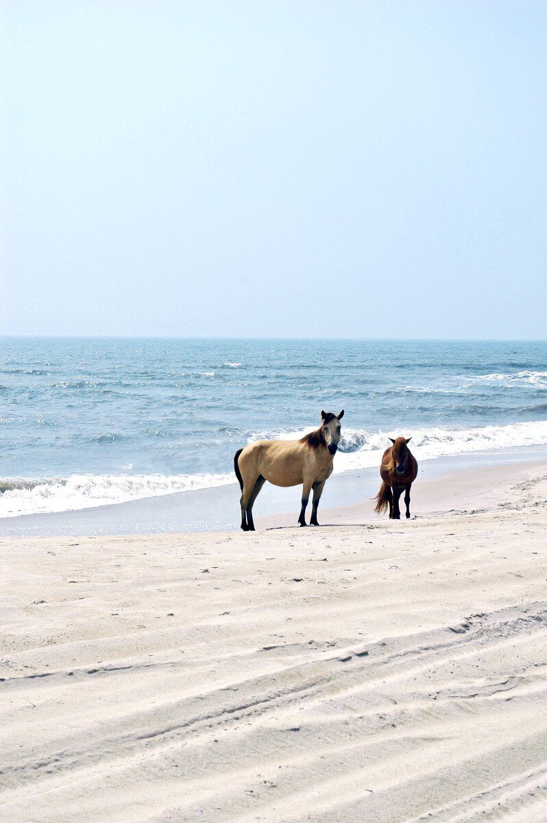 chincoteague ponies 001 20100728.jpeg