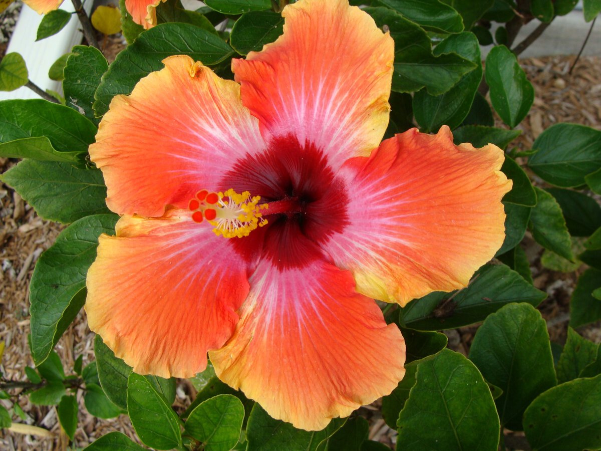 chinese-hibiscus-hibiscus-rosa-sinensis-has-four.jpeg