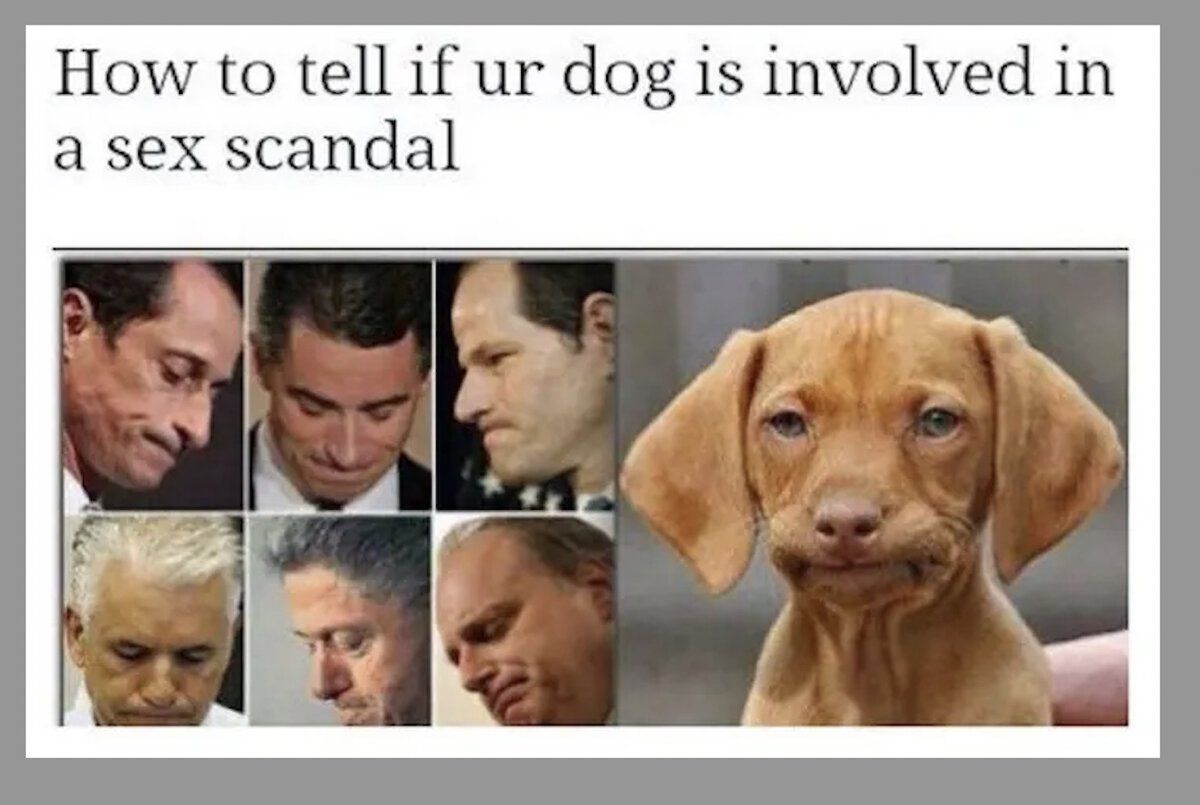 Dog in sex scandal.jpg