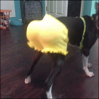 Dog-twerking.gif