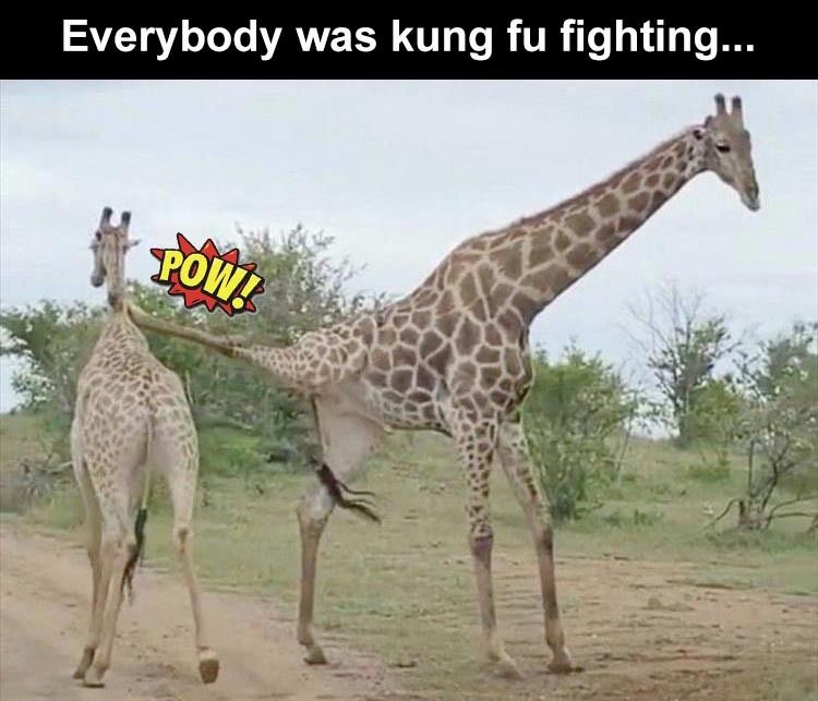 everybody-is-kung-fu-fighting-bam-fast-as-lightning.jpg