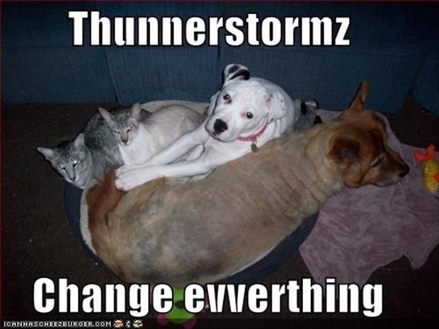 funny-animals-during-a-thunderstorm.jpg