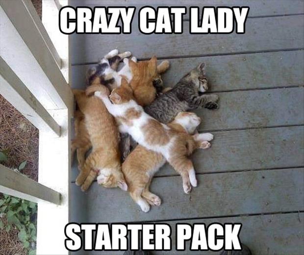funny-cat-lady1.jpg