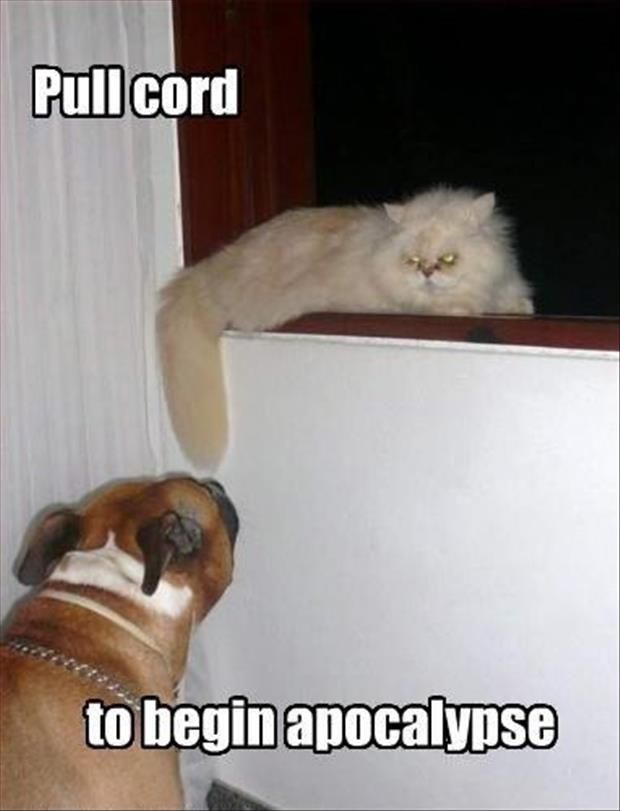 funny-dog-and-cat.jpg