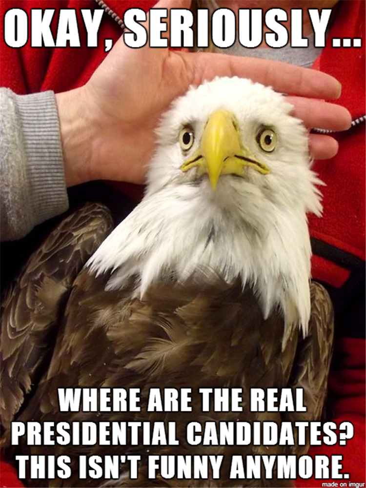 funny-eagle-presidential-canidates.png