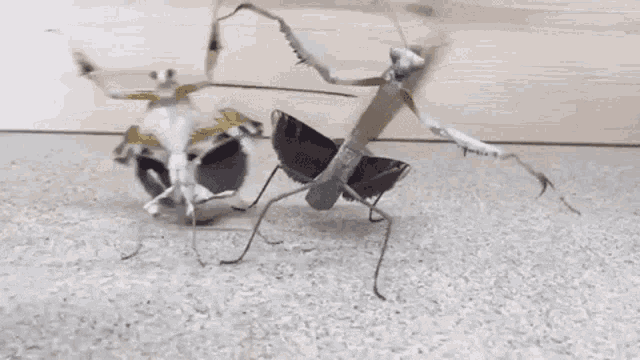 gangster-insects-house-of-pain.gif