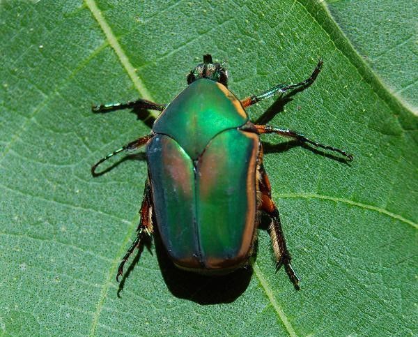 green_June_beetle_fig.jpeg
