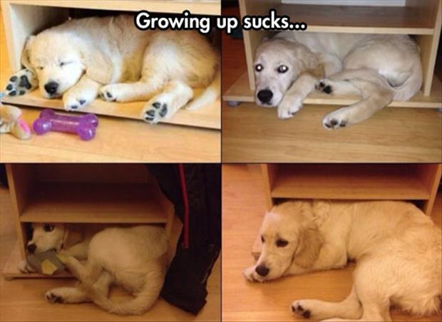 growing-up-sucks.jpg