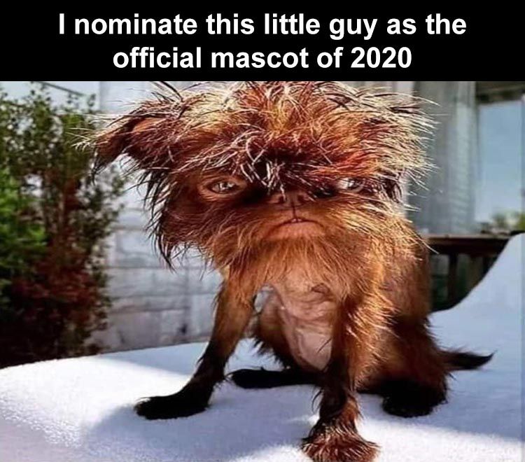 if-2020-had-a-mascot.jpg