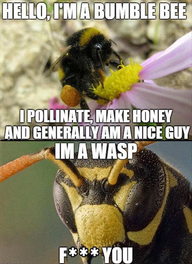 Im-a-bumble-bee.jpg