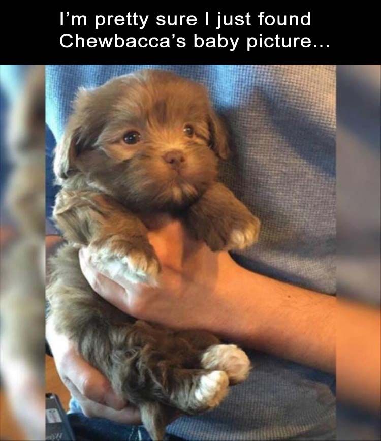 Im-trying-not-to-get-too-excited-but-I-think-I-just-found-one-of-Chewbaccas-baby-pictures.jpg