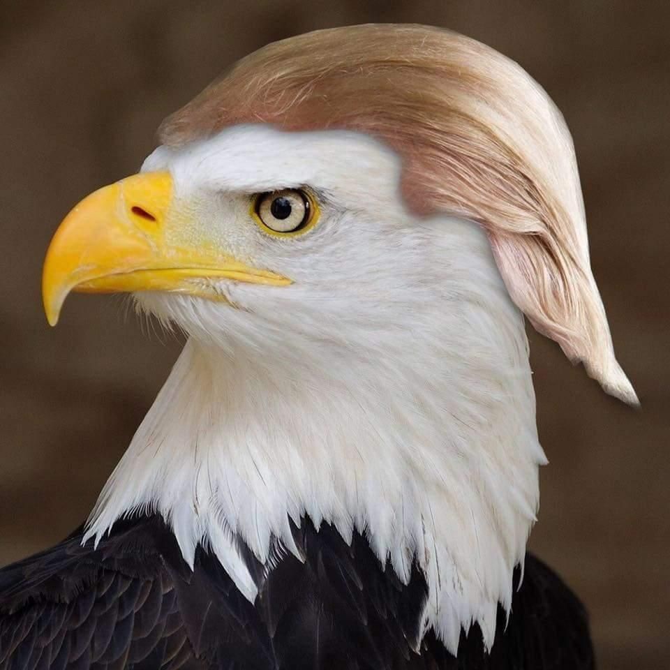 IMG_0032-eagle-trump.jpg