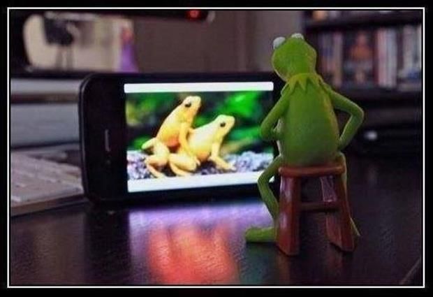kermit-the-frog-watching-toads-have-sex.jpg