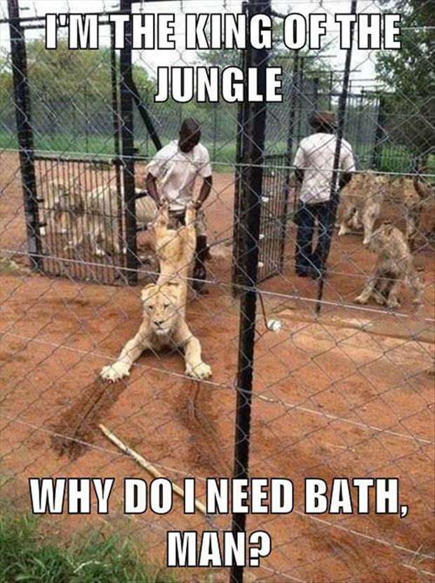 king-of-the-jungle.jpg