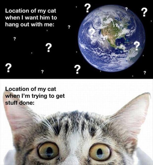 location-of-the-cat.jpg