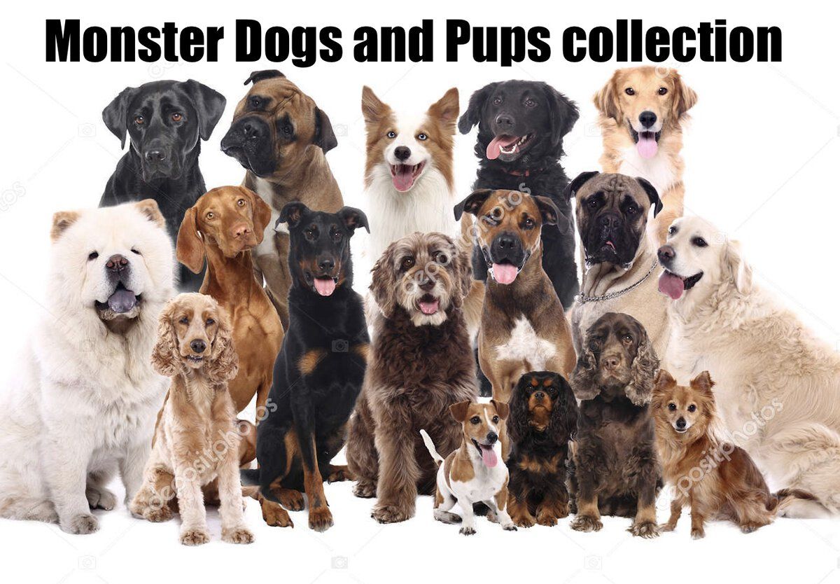 Monster dogs.jpg