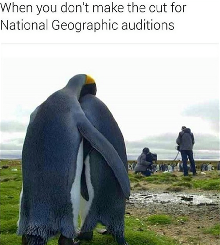 penguins.png