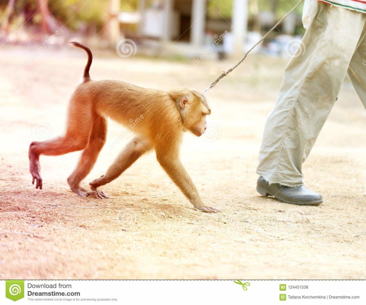 photo-funny-monkey-leash-jungle-124451538.jpg