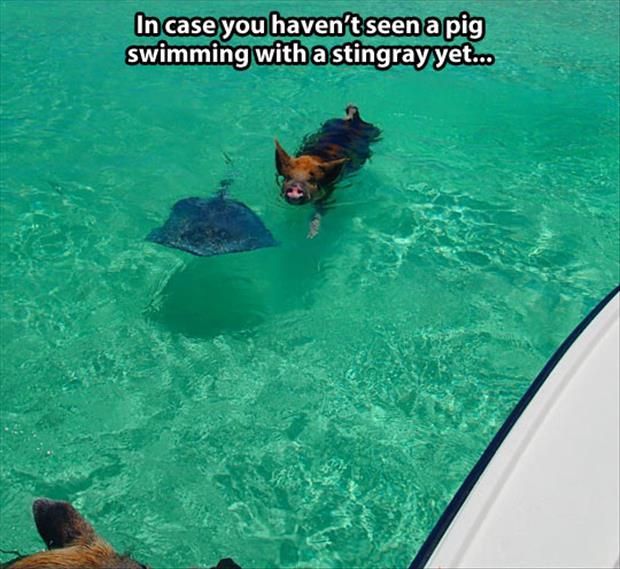 pig-and-stingray.jpg