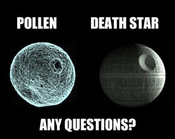 pollen.jpg