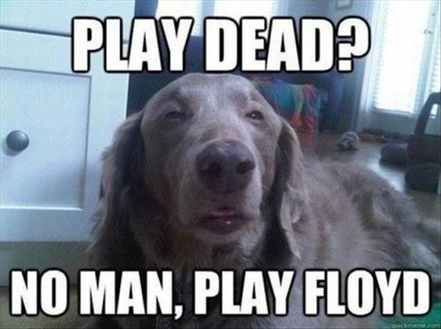 stoned-dog.jpg