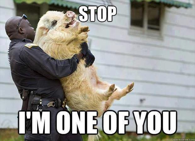 stop-cop.jpg