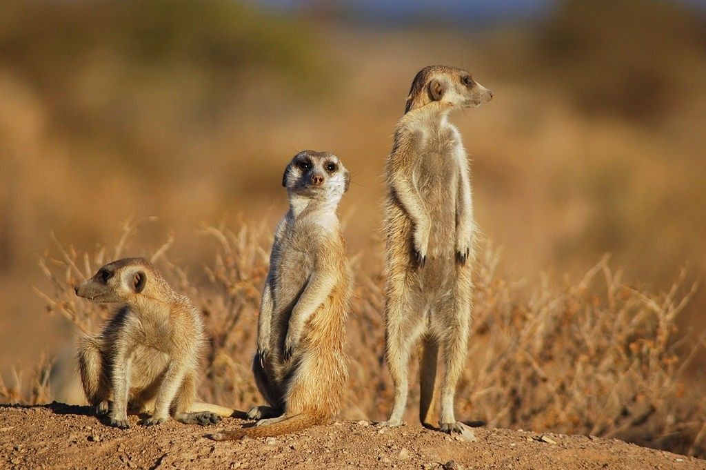 Suricates,_Namibia-2.jpg