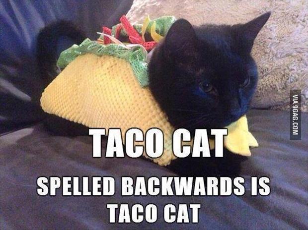 taco-cat.jpg