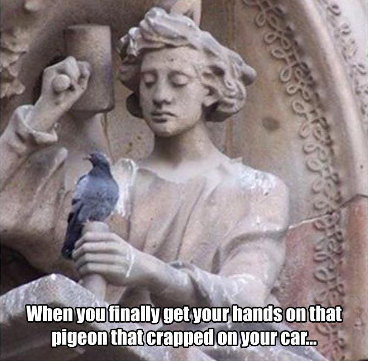 that-pigeon.jpg