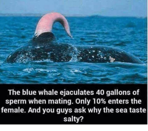 the-blue-whale-ejaculates-40-gallons-of-sperm-.png