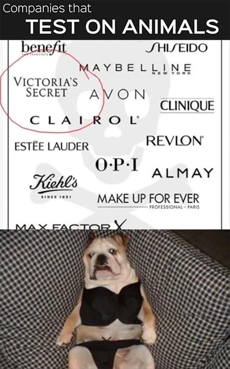 the-companies-that-test-on-animals.jpg