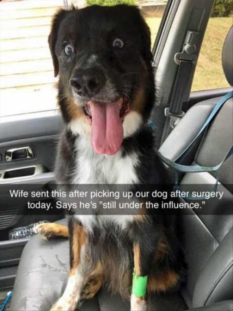 the-dog-is-under-the-influence.jpg