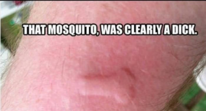 the-mosquito.jpg