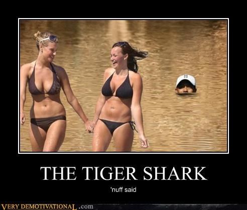 the-tiger-shark.jpeg