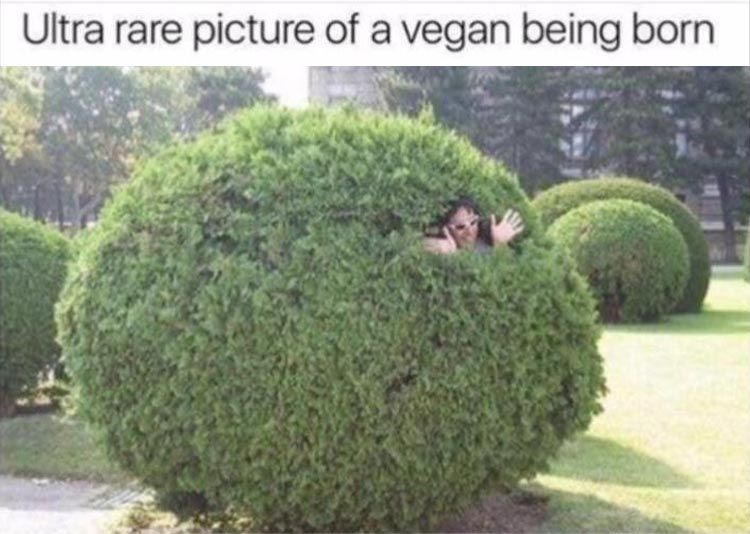 vegan-memes.jpg