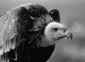 vulture.gif