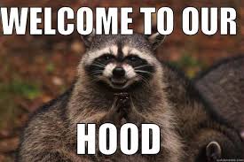 welcome racoon.jpeg