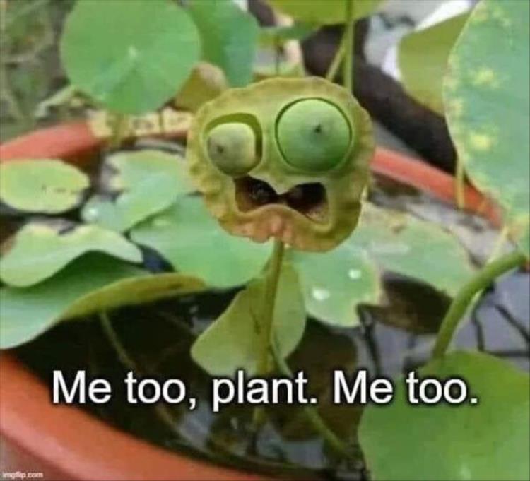 when-the-plant.jpeg