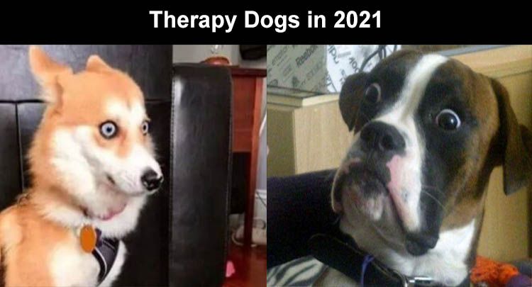 when-you-have-therapry-dogs.jpg