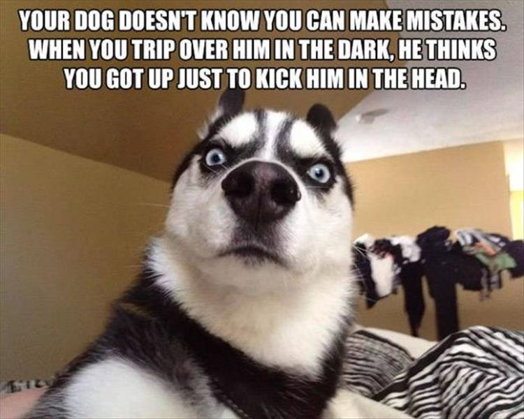 when-you-kickyour-dog.jpg
