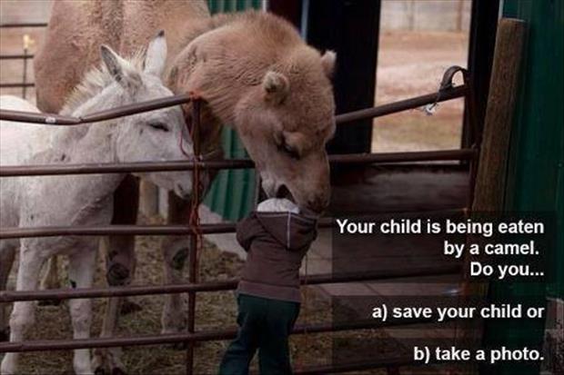 your-child-is-being-eaten-by-a-camel.jpg